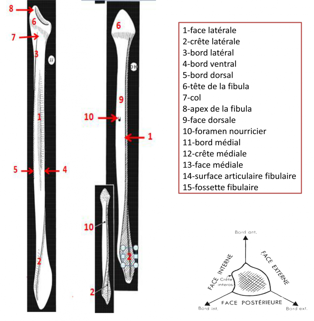 Cours Anatomie Humaine Ere Ann E Medecine La Fibula Pdf