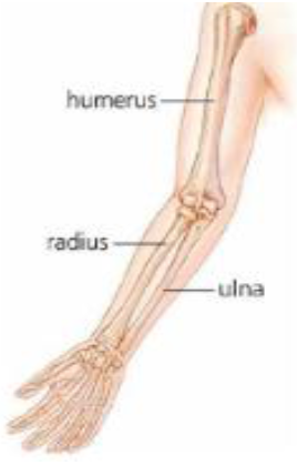 Anatomie descriptive
