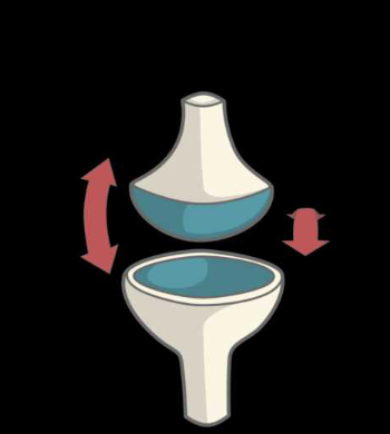 Articulation ellipsoide condylarthrose