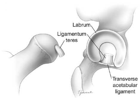 Bourrelet labrum
