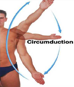 Circumduction 