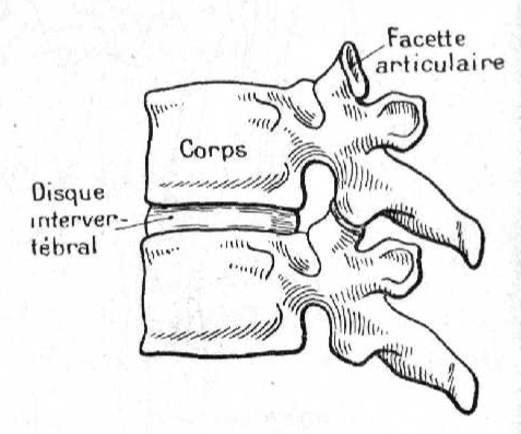 Disque intervertebral
