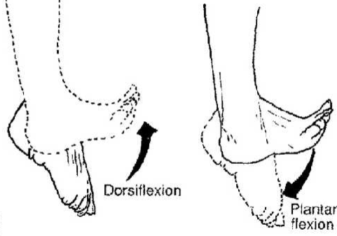 Dorsiflexion et flexion plantaire