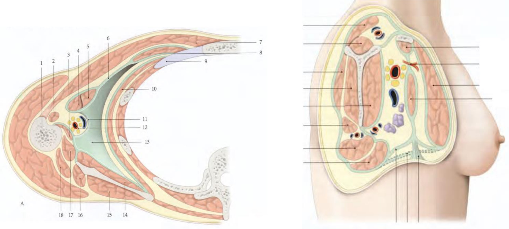 Groupe musculaire Les muscles de l’épaule