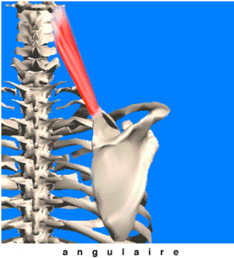 Le muscle élévateur de la scapula 