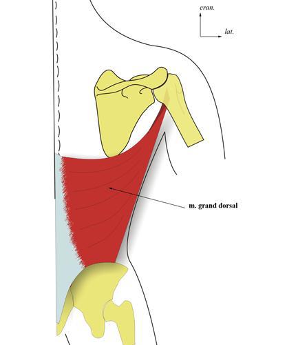 Le muscle grand dorsal