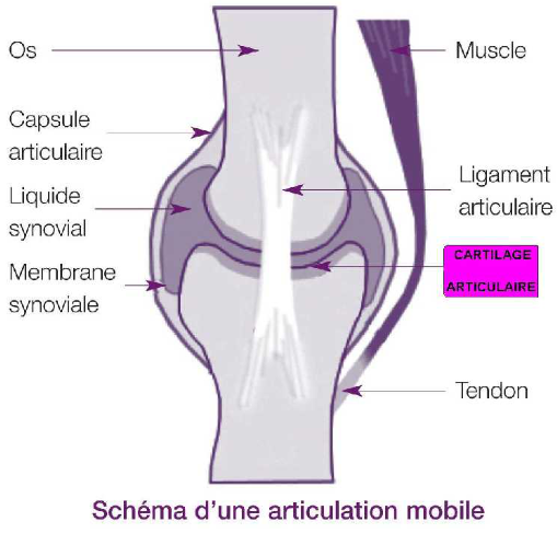 Les ligaments 