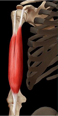 Muscle biceps brachial
