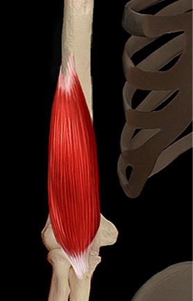 Muscle brachial