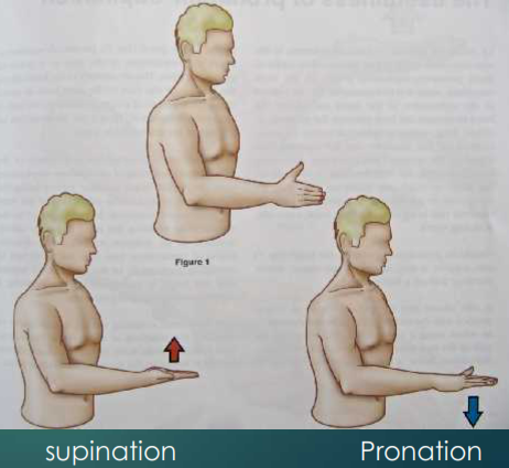 Pronation et supination 
