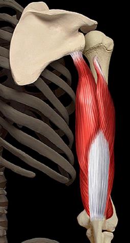Triceps brachial loge posterieure