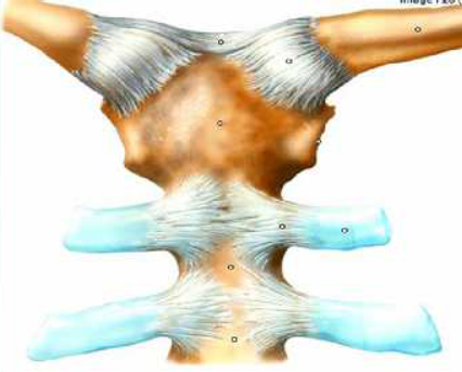 Introduction a l arthrologie l etude des articulations