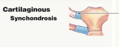 cartilaginous synchondrosis