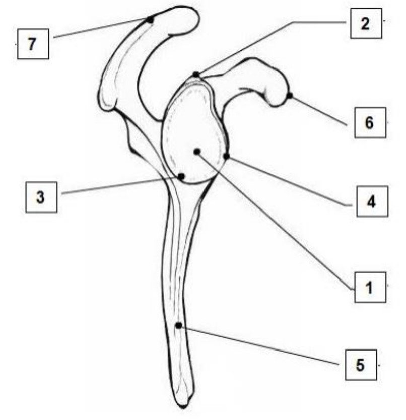 cours medecine anatomie - scapula vue laterale