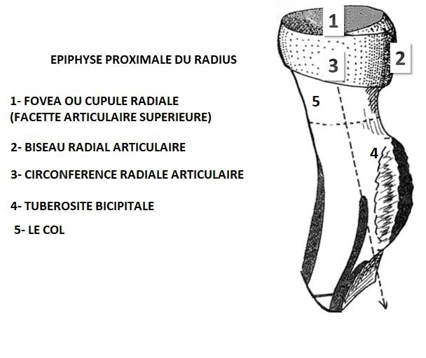 epiphyse proximale du radius