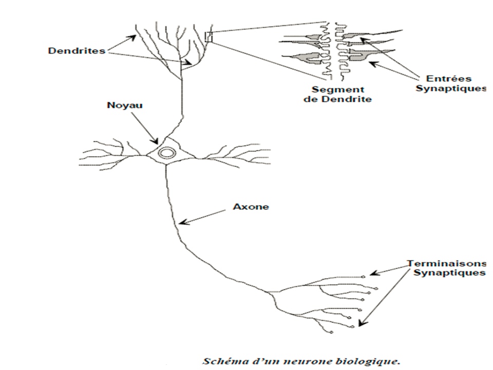 des neurones biologiques
