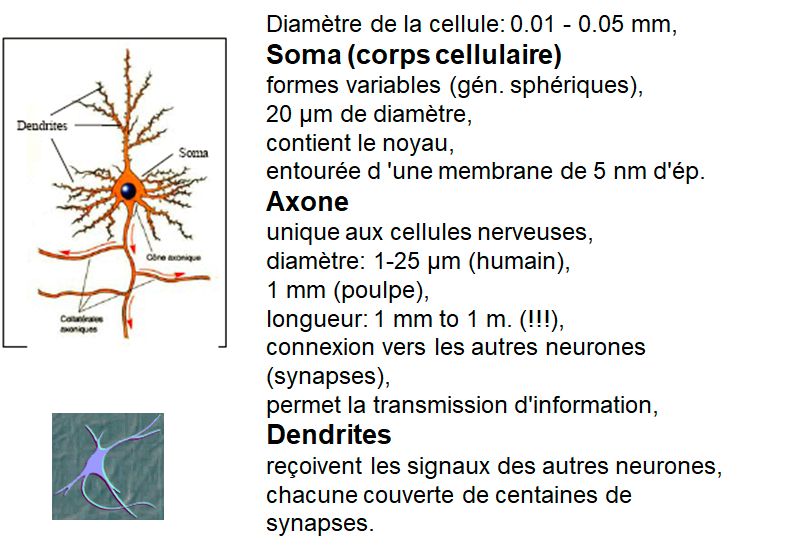 neurone biologique, soma, axone, dendrites