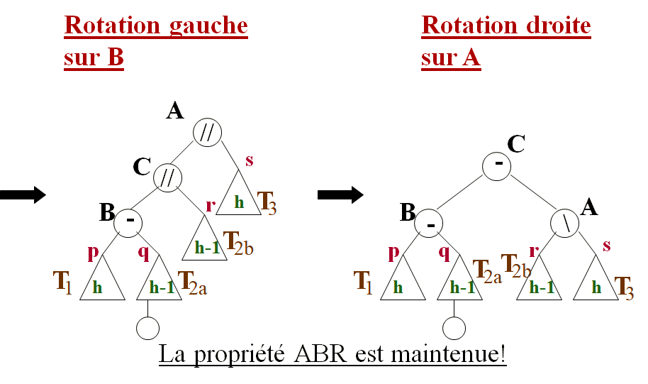 Cours d'Algorithmique : Les Arbres (ABR, AVL) + Parcours infixe, préfixe et post fixe 27 Rotation gauche
Rotation droite
Arbres AVL: Insertion cours algorithmique