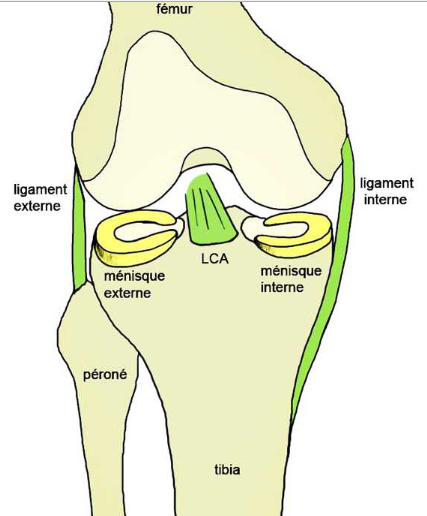 ligament externe ligament interne