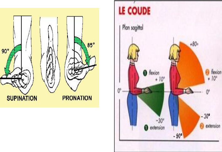 supination pronation du coude articulation du coude