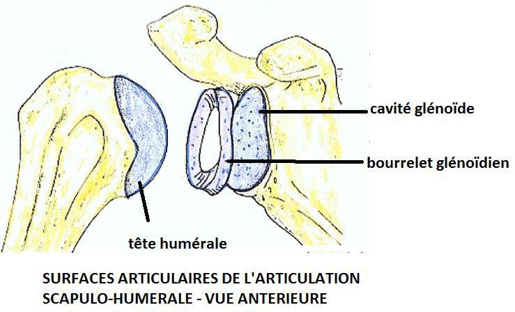 surfaces articulaires de l articulation scapulo humerale vue anterieure