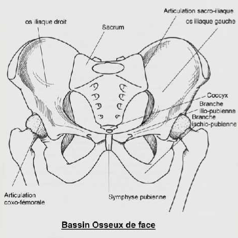 symphyse bassin osseux de face
