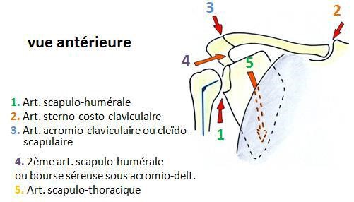 articulation de l epaule vue anterieure