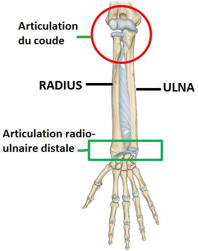 Squelette de l’avant-bras
