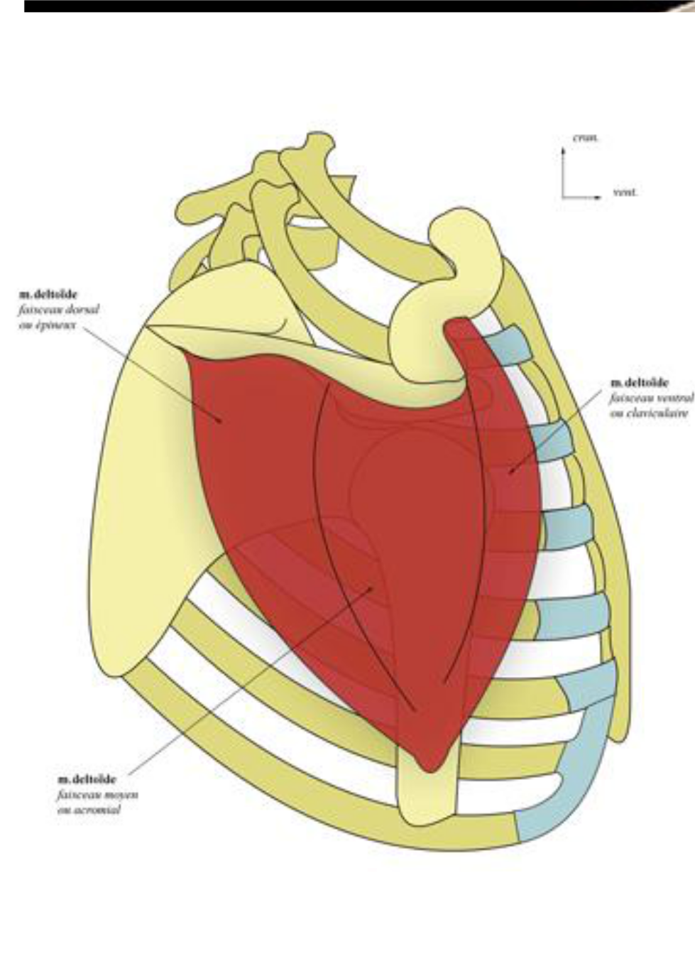 Cours Anatomie 1ere Année Medecine : Les Muscles De L’épaule - Cours ...