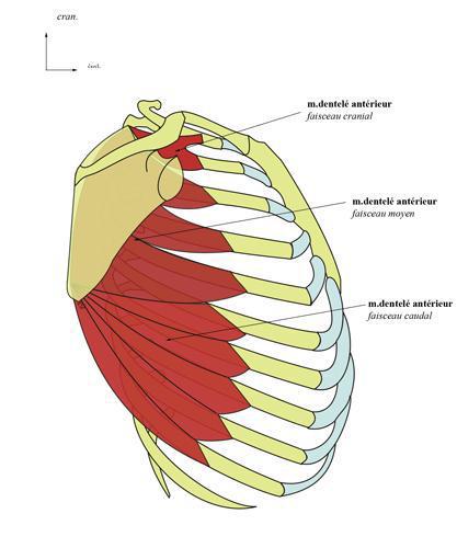 Le muscle dentelé antérieur: 