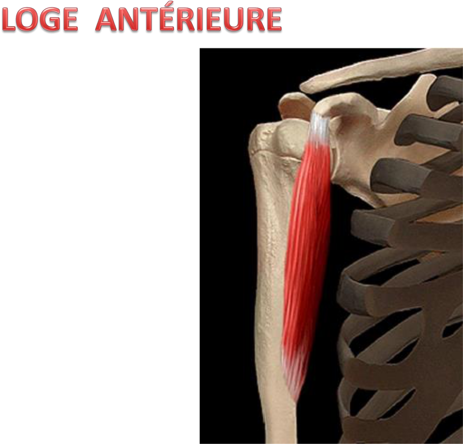 Les Muscles De L’épaule: Cours Anatomie 1ere Année Medecine