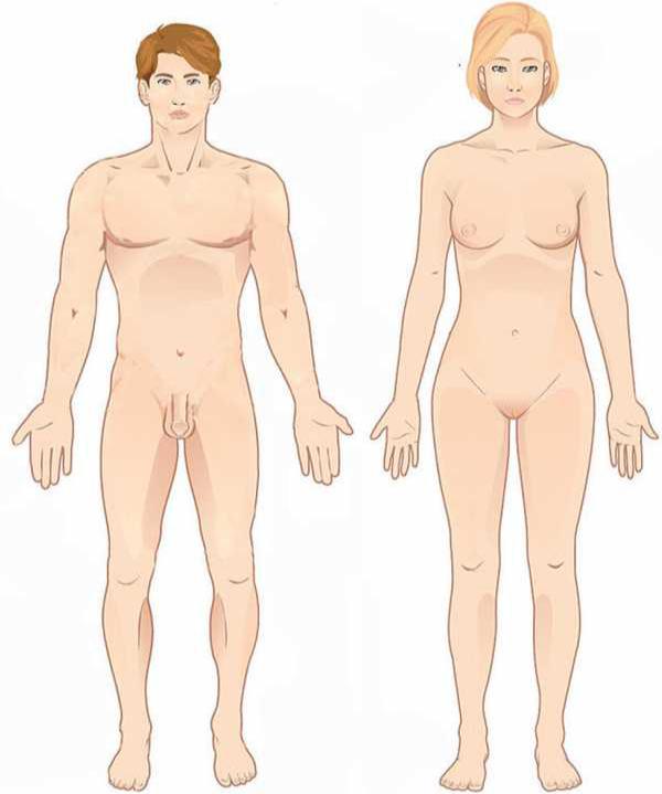 Position anatomique de reference Anatomie humaine