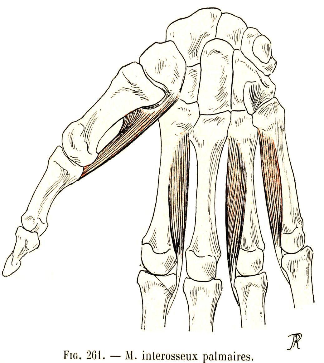 Les muscles de la main interosseux palmaires