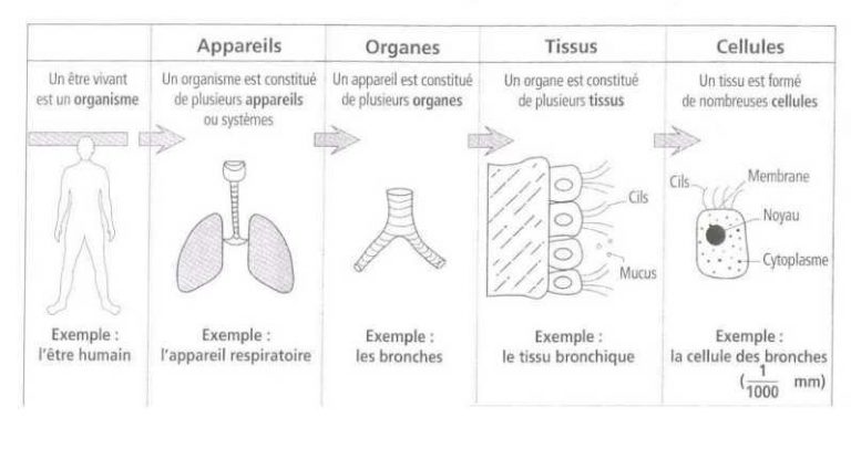 Cours anatomie 1ere année medecine: Anatomie humaine - Cours Gratuit et