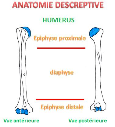 anatomie descriptive-Anatomie HUMERUS