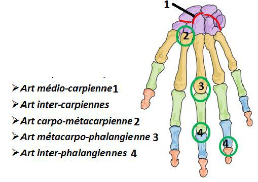 Articulations de la main