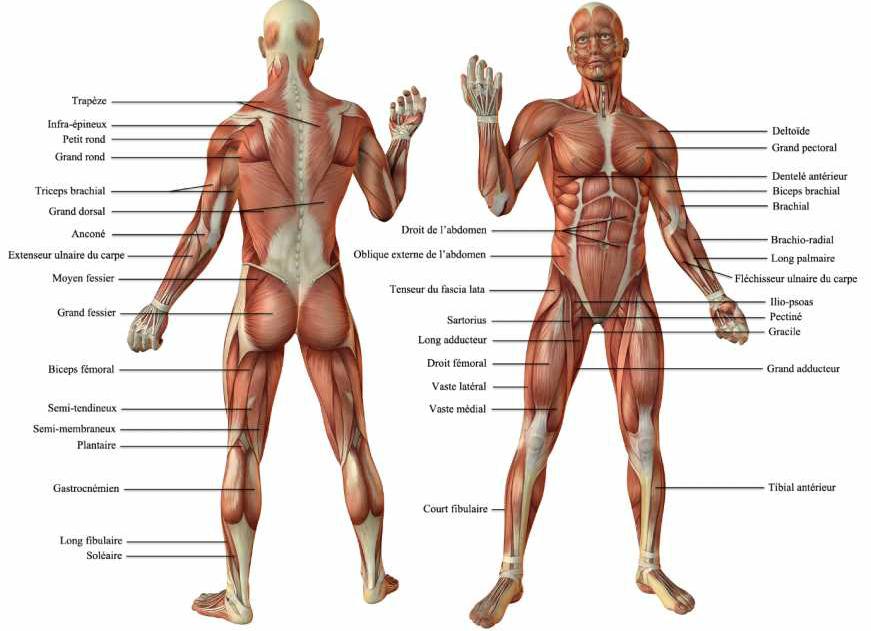 Les muscles - nombre des muscles