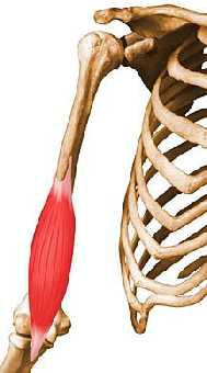 MUSCLE monogastrique MUSCLE monogastrique