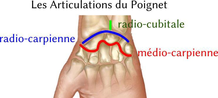 Articulation du poignet