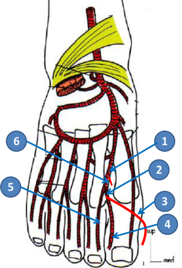 Cours anatomie 1ere année medecine : Artères dorsales de la jambe artères du pied 33 Cours-gratuit-1ere artere metatarsienne dorsale