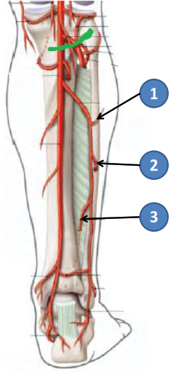 Cours anatomie 1ere année medecine : Artères dorsales de la jambe artères du pied 22 Cours-gratuit-4 Distribution collaterale