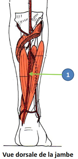 Cours anatomie 1ere année medecine : Artères dorsales de la jambe artères du pied 1 Artères ARTERES DORSALE DE LA JAMBE