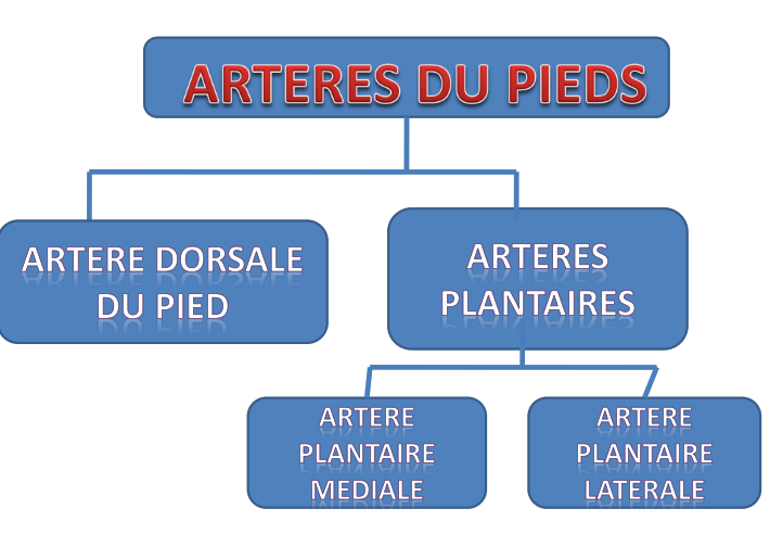 Cours anatomie 1ere année medecine : Artères dorsales de la jambe artères du pied 25 Cours-gratuit-ARTERES DU PIED