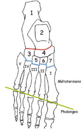 ARTICULATION METATARSO-PHALANGIENNES
