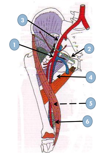 Anatomie descriptive ORIGINE-TRAJET-TERMINAISON