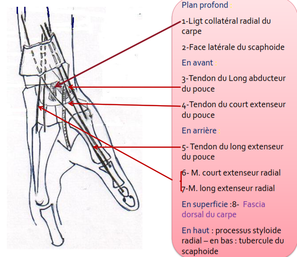 Artère radiale : rapports