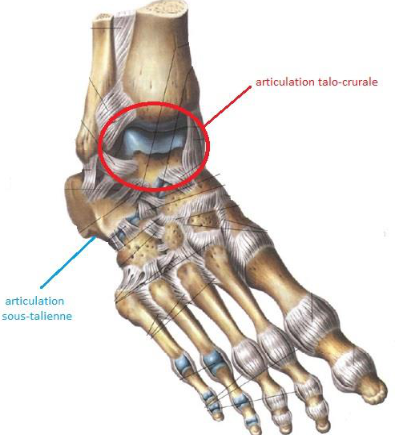 Articulation talo-crurale Articulation talo-crurale