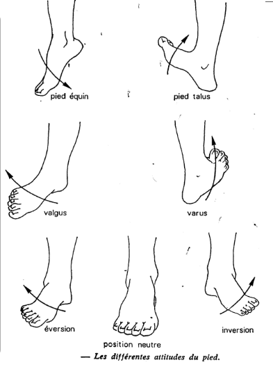 Cours anatomie 1ere année medecine : Articulation talo-crurale 35 Cours-gratuit-Attitudes du pied droit