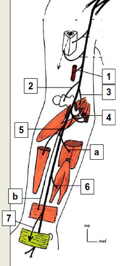 Cours anatomie 1ere année medecine: Nerf médian et musculocutané 21 Cours-gratuit-Branches collaterales 1