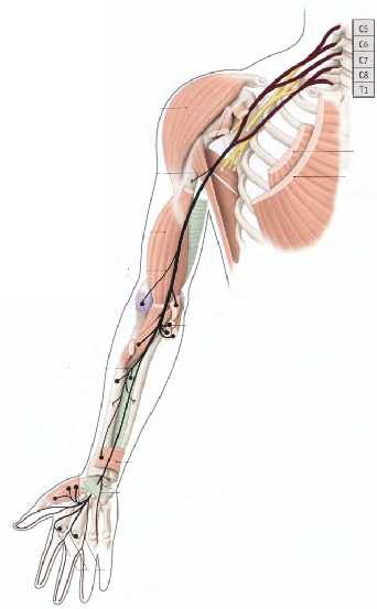 Cours anatomie 1ere année medecine: Nerf médian et musculocutané 20 Cours-gratuit-Branches collaterales 2